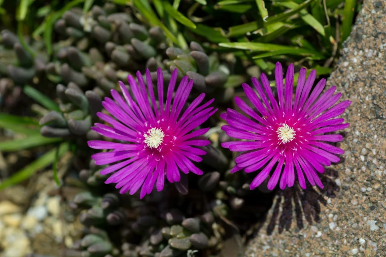 close up of the bright pink flowers growing from rocks