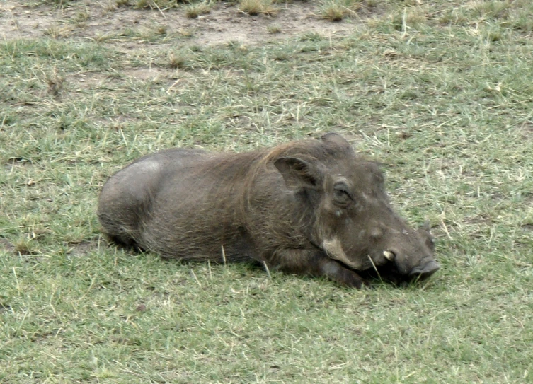 an african wild animal laying down on the ground