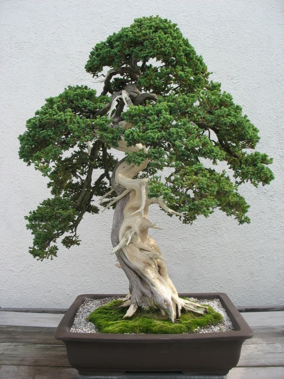 a bonsai tree is shown in a planter on a table
