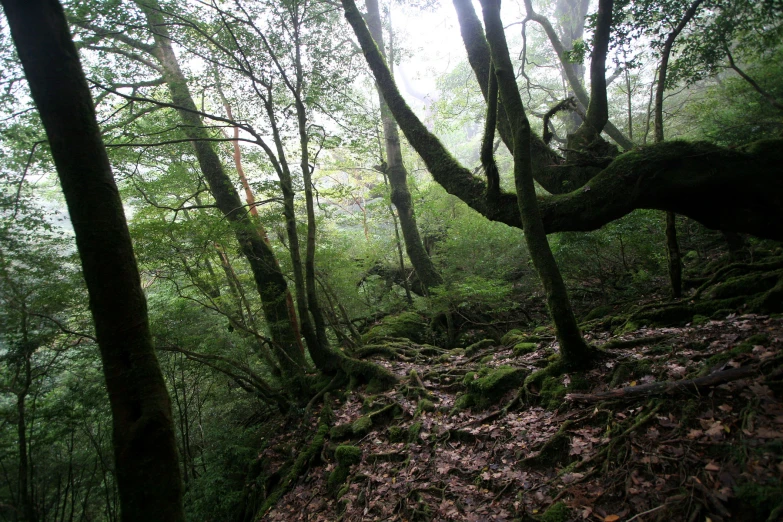 the lush green forest is full of trees