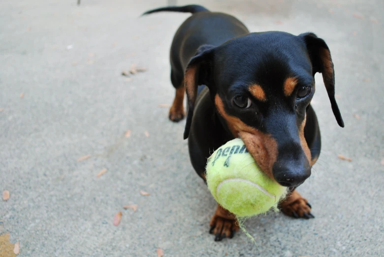 a dog carrying a tennis ball in its mouth