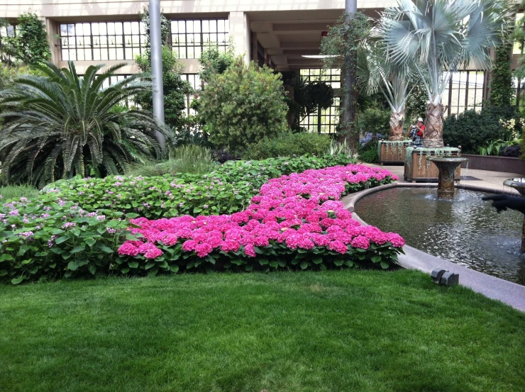 purple flowers grow around a garden pond in front of buildings