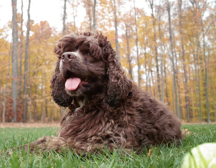 the brown dog is sitting on the grass outside