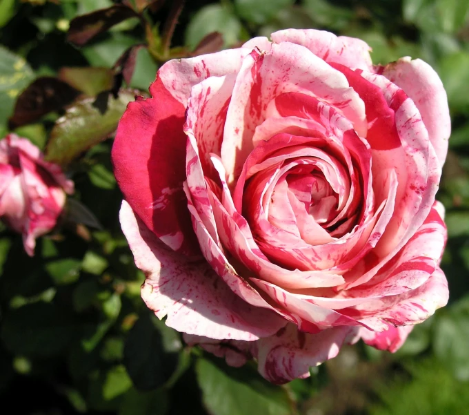 the pink rose is almost as large as it's been