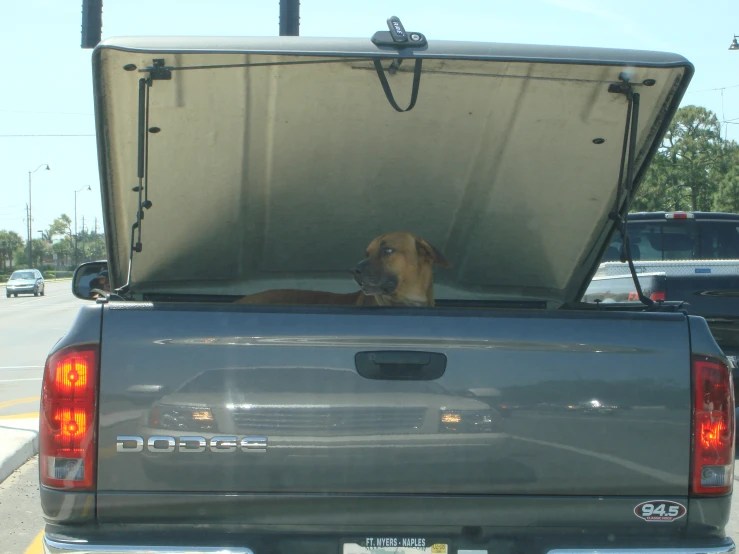 a dog sitting in the back of a truck