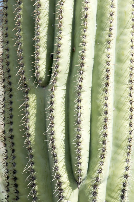 a green cactus with very thin spikes on the side