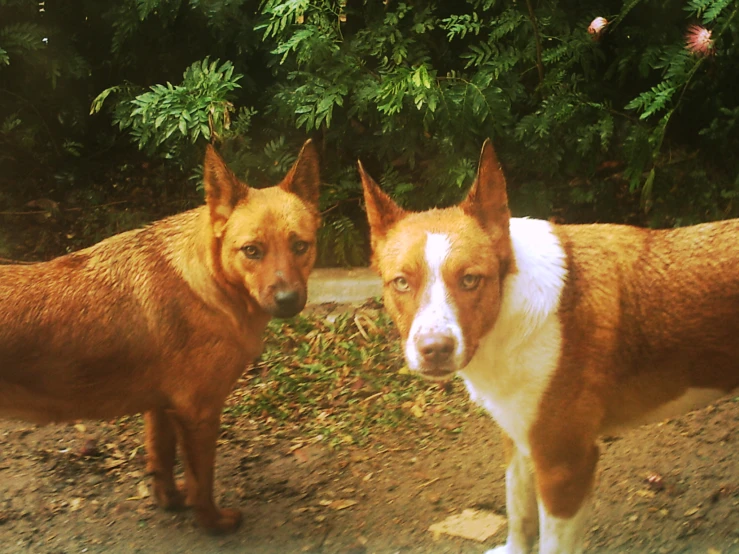 two large dogs stand next to each other