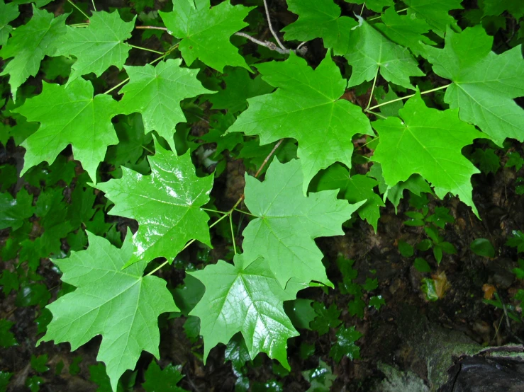 the green leaves are very large and young