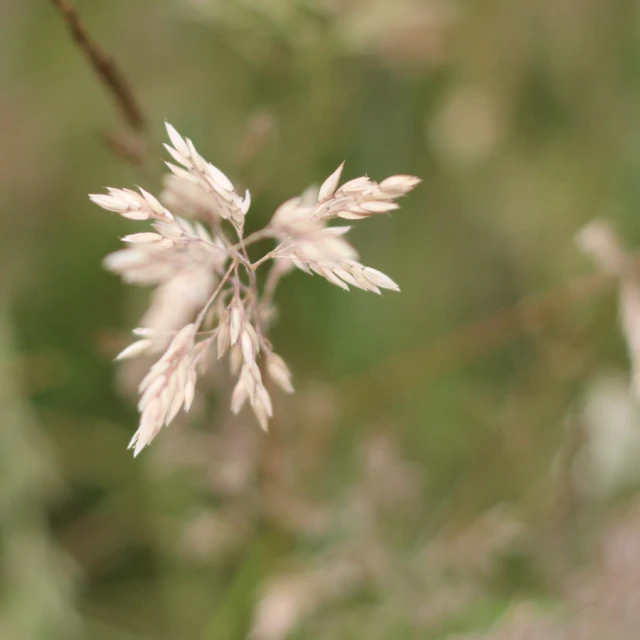 small white flowers blooming in the blurry picture