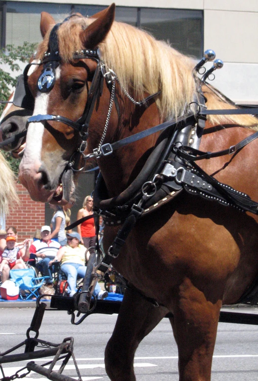 a close up of two horses pulling a buggy