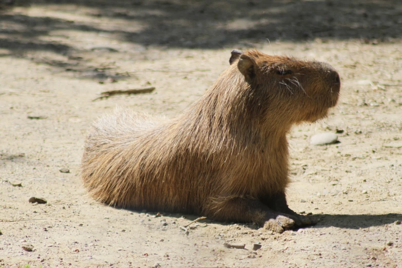 small brown animal with black eye and hair sitting in dirt area