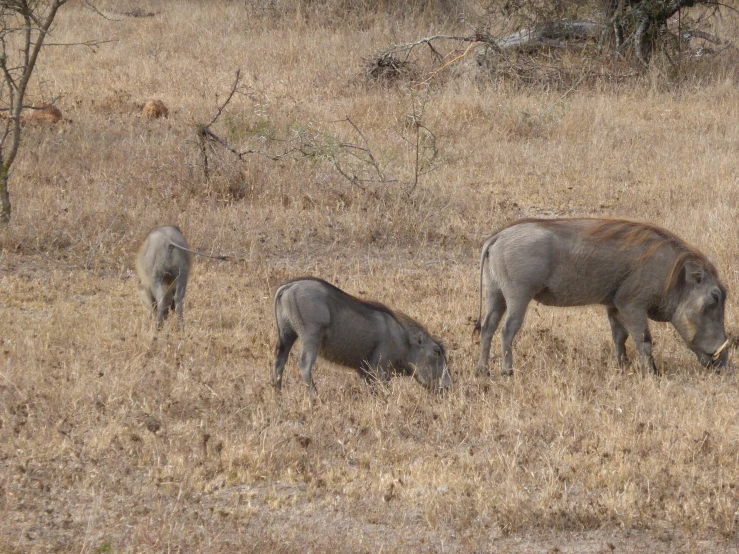 a couple of pigs that are standing in the grass