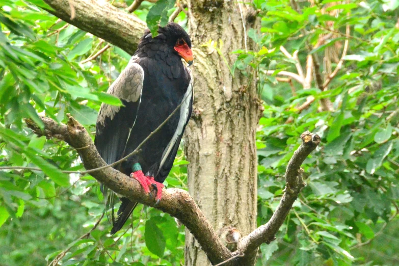 a bird is perched in the tree alone