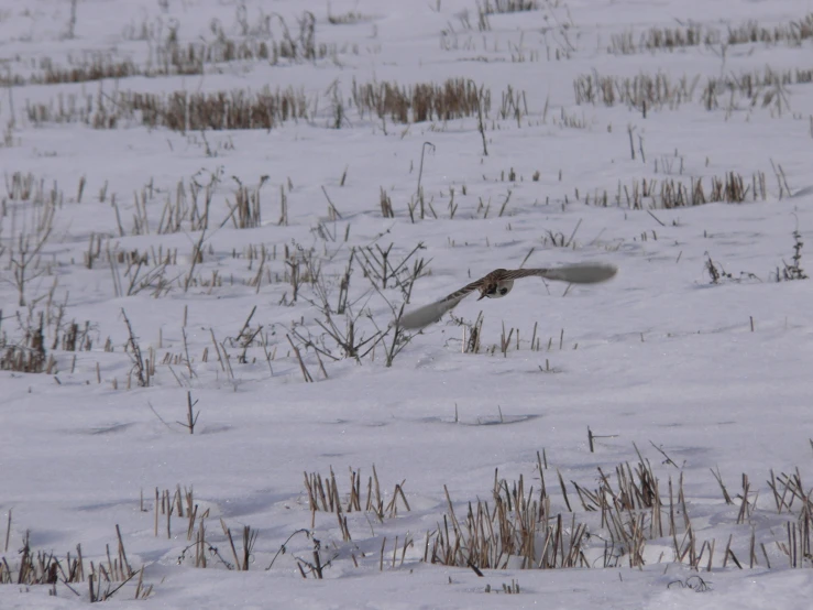 a large bird flying over snow covered ground