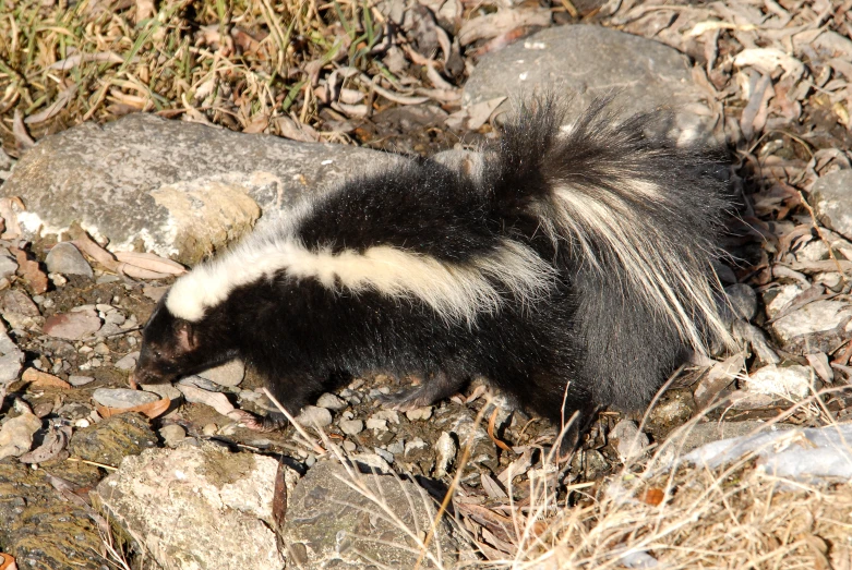 the badger walks among rocks and grass