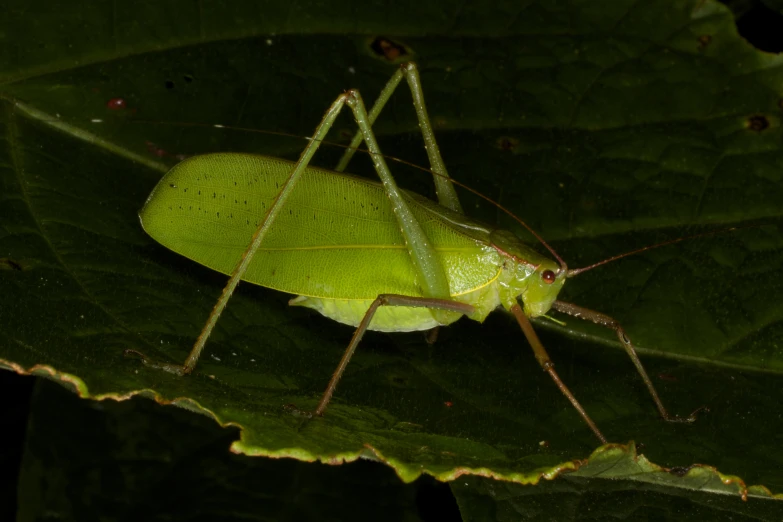 this is a green bug sitting on a green leaf