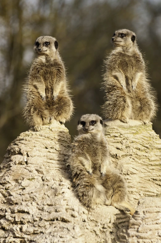 three young meerkats standing on top of a large rock