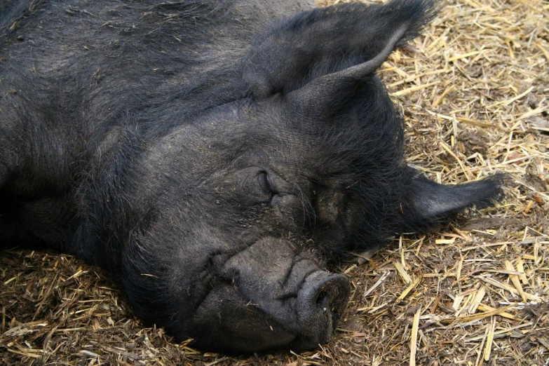 a black pig lying down on the dirt