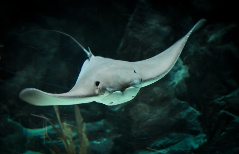 this is a closeup of a long - legged sting in a tank