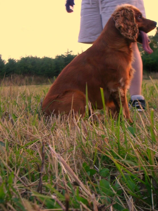 an older woman with a dog siting in the grass