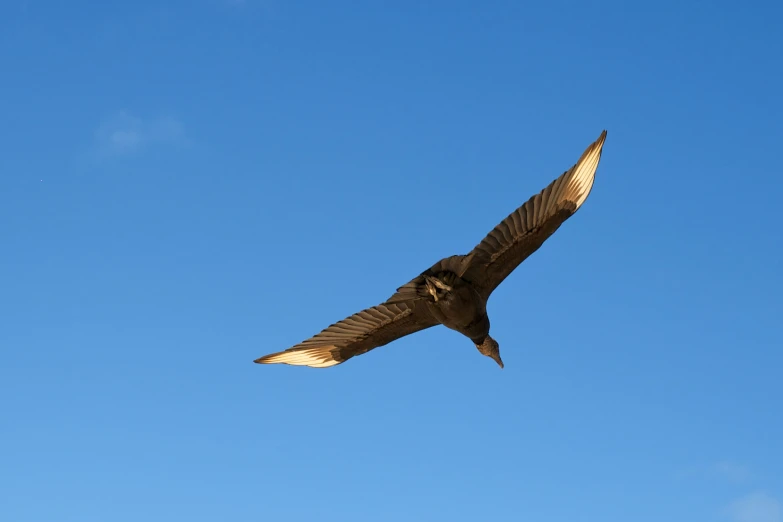 a bird soaring in the blue sky with its wings spread