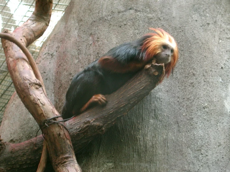 a monkey on a nch in an enclosure