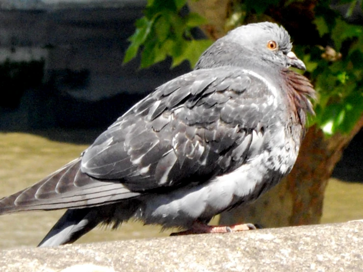 a pigeon perched on a wall looking at the camera