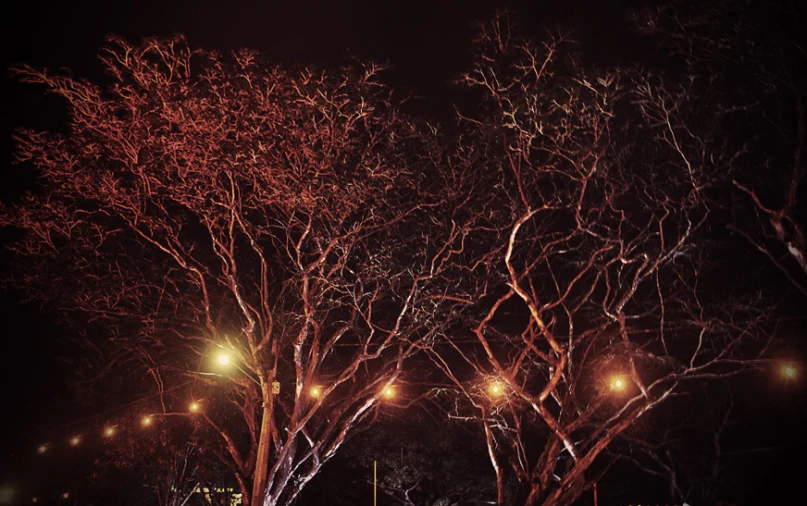 a bunch of tree lights with no leaves