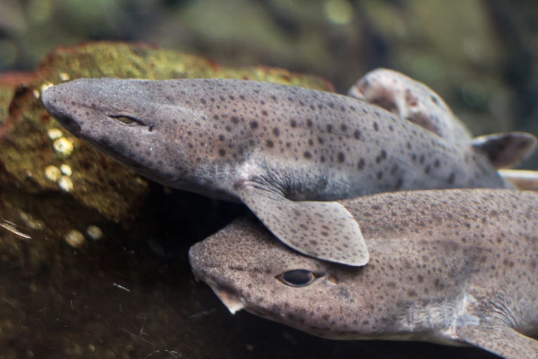 a large fish with white dots on its back