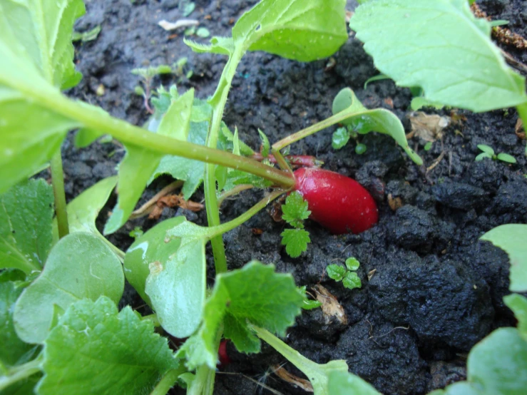 close up of a green leafy plant with red fruit