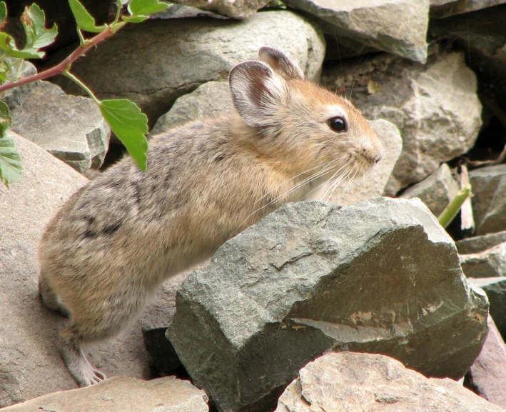 a small animal sitting on top of a pile of rocks