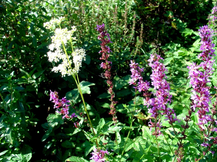 a field full of plants and purple flowers