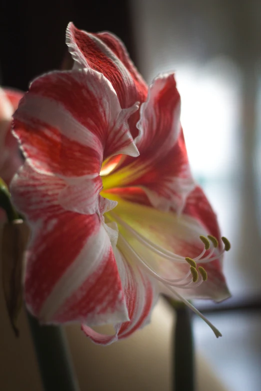 this is a red and white flower in close up