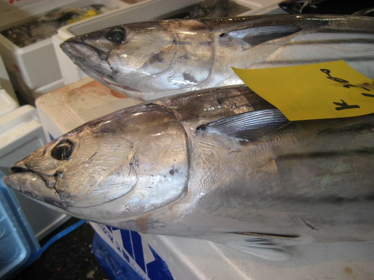 two large fish are laying on top of ice