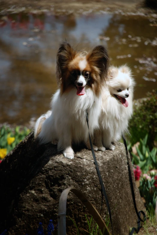 two pomeranian dogs are standing on a rock