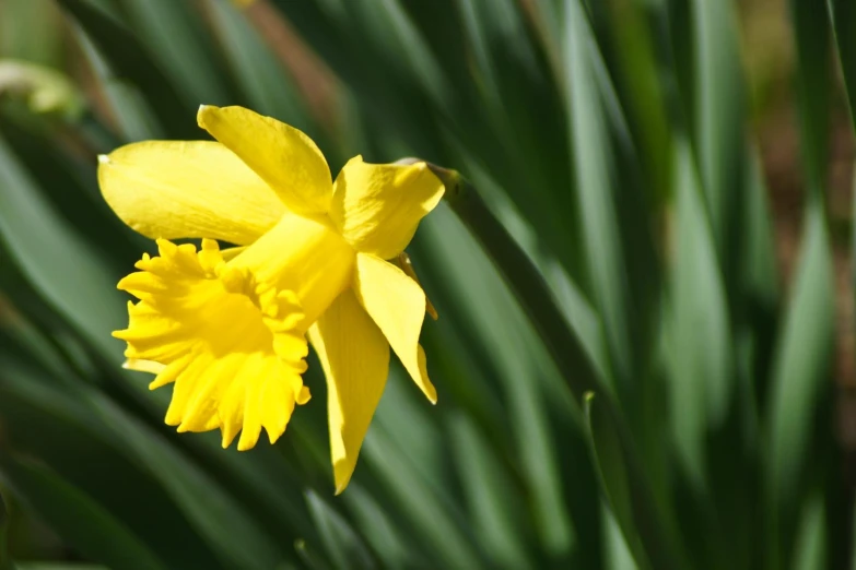 a bright yellow flower is blooming outside