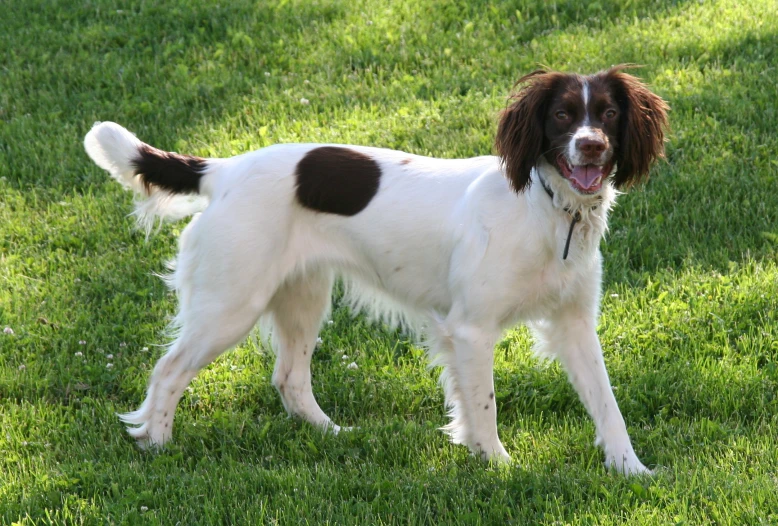 a white and brown dog stands in the green grass