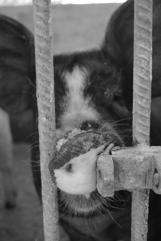 a cow that is standing in some kind of cage