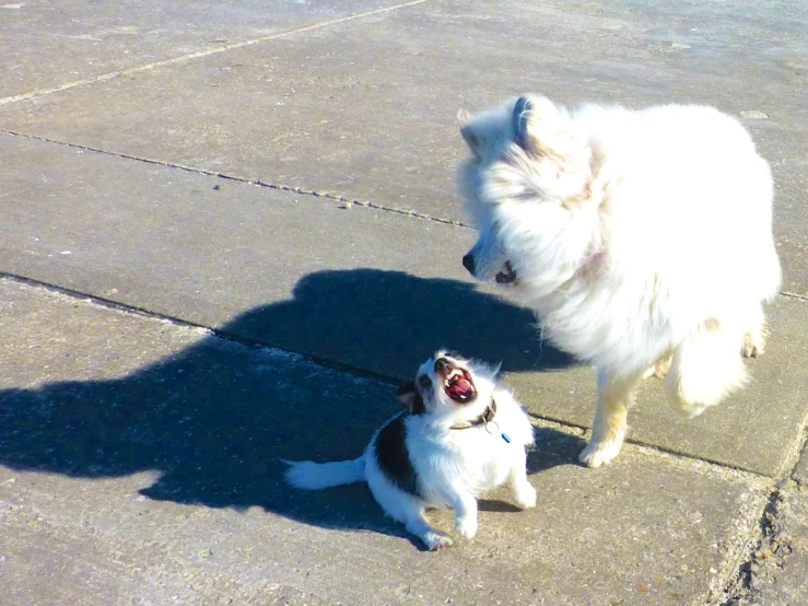 two small dogs playing on a street while one watches