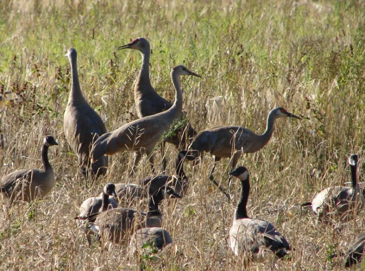 several geese in a grassy field surrounded by trees