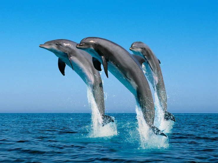 two dolphins jumping out of the water near each other