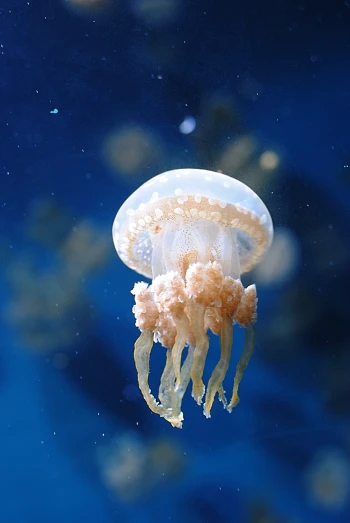 a jellyfish floats in the ocean water