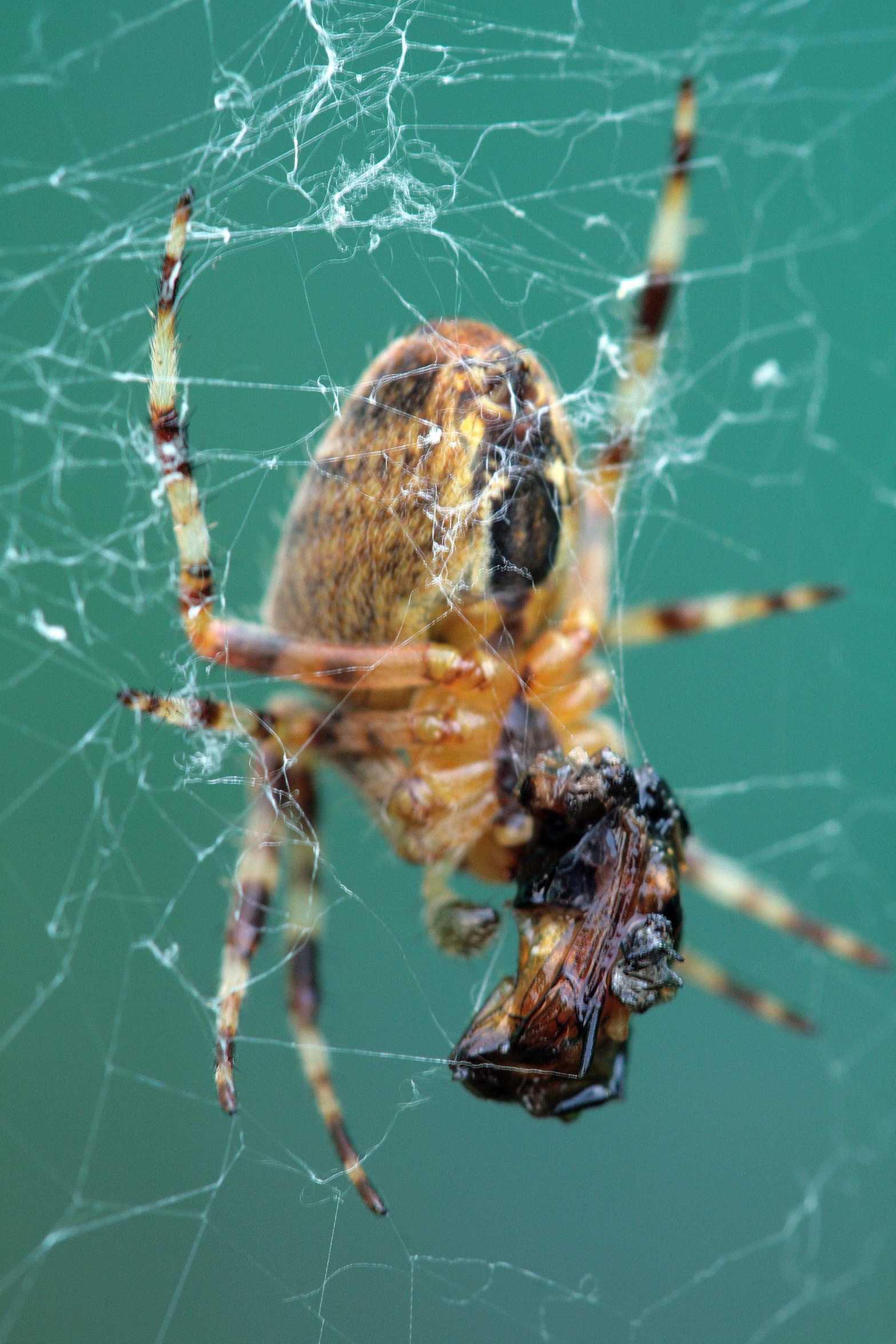 a spider is trapped up to some kind of web