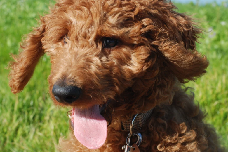 a brown curly haired dog sitting in a field