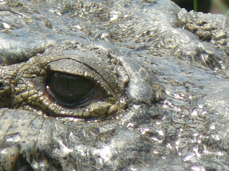 closeup image of an alligator eye and part of its head