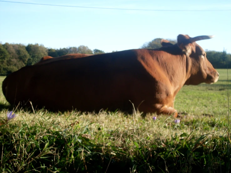 a cow lying on the grass with a blue sky in background