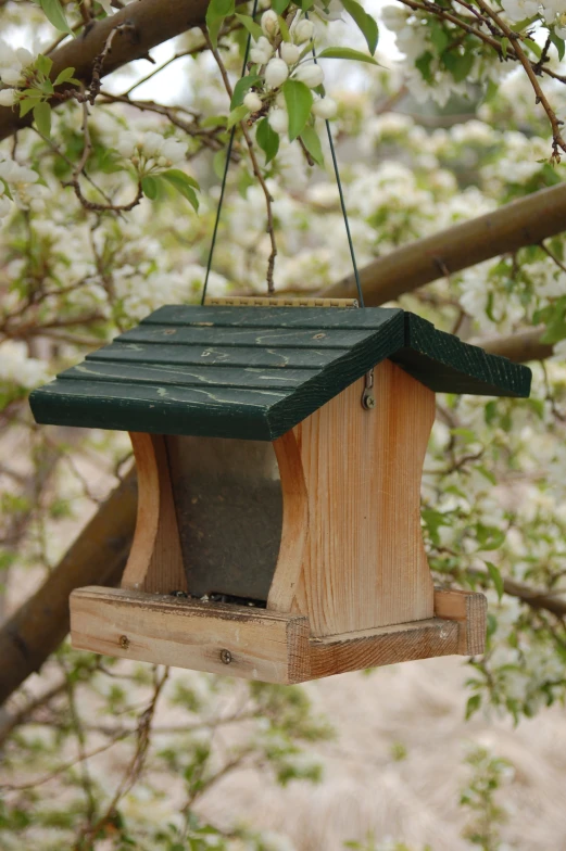 a bird feeder in a tree next to nches