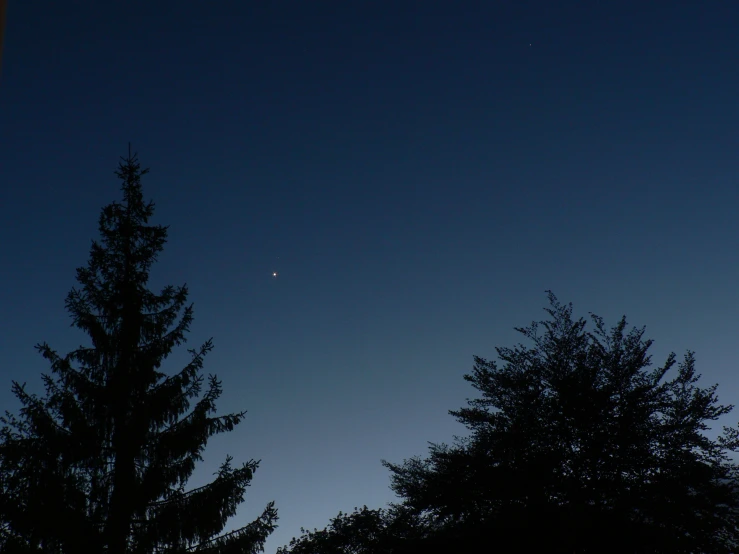 silhouette of some trees against a blue sky at night