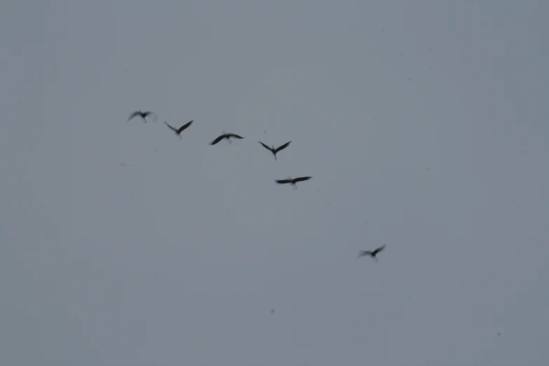 a flock of birds flying together in the sky