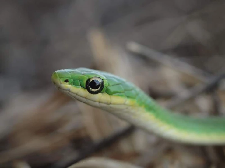 a small snake is green with a yellow head